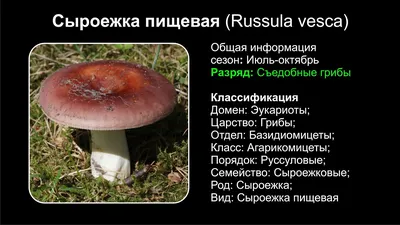 Який вигляд мають їстівні сироїжки та чим відрізняються від поганки -  Главред