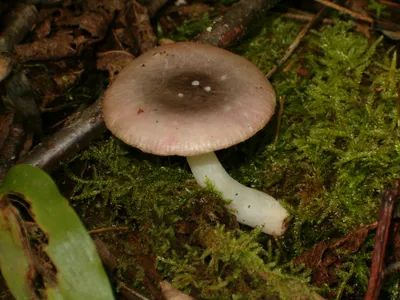 Гриб сыроежки Hygrophorus стоковое изображение. изображение насчитывающей  гриб - 122820751