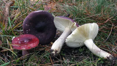 Сыроежка винно-красная - Russula vinosa :: Евгений Корьевщиков – Социальная  сеть ФотоКто