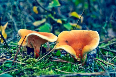 Сыроежка буреющая (Russula xerampelina) фото и описание