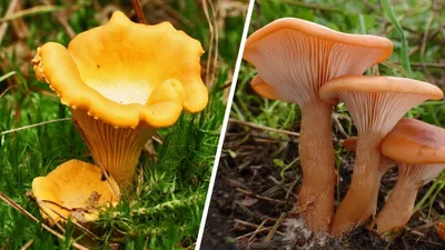 Гриб сыроежки Hygrophorus стоковое изображение. изображение насчитывающей  гриб - 122820751