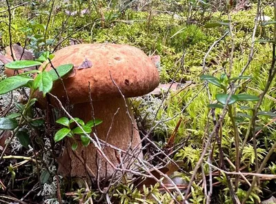 Сатанинский гриб: Как выглядит опасный двойник белого гриба | Бердск-Онлайн  СМИ | Дзен