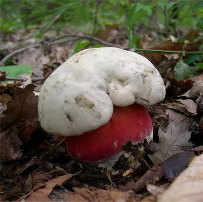 Белые грибы Закарпатья. - Грибной тур в Закарпатье