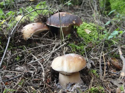 Опасные соседи - ядовитые грибы - Санаторий для детей «Надежда»