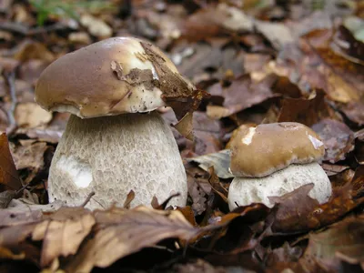 За грибами сюда: самые грибные места Смоленской области | Газета «Рабочий  путь»