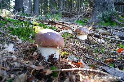 Белый гриб опасный двойник (71 фото) - 71 фото