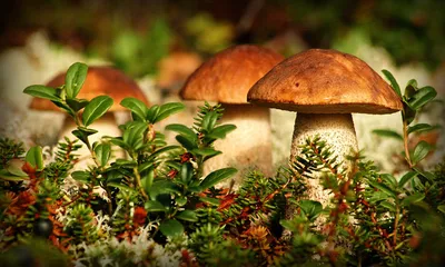 Врач-гигиенист рассказал, как правильно собирать, хранить и готовить грибы,  чтобы избежать отравления