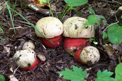 Сатанинский гриб (Rubroboletus satanas) фотографии, видео и истории