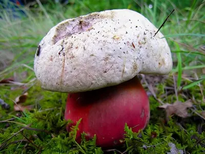 Как отличить настоящий белый гриб от ложного | Огородные шпаргалки | Дзен
