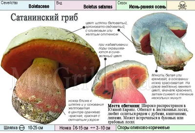 Отравление грибами: признаки, первая помощь, как обезопасить себя | РБК Life