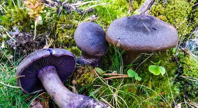 Сатанинский гриб (Rubroboletus satanas) фотографии, видео и истории