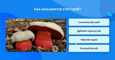 За Калужской заставой - Сезон «тихой охоты». Какие грибы собирают в августе  и как их маринуют на зиму