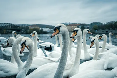 Лучшие фото (2 000+) по запросу «Лебеди» · Скачивайте совершенно бесплатно  · Стоковые фото Pexels