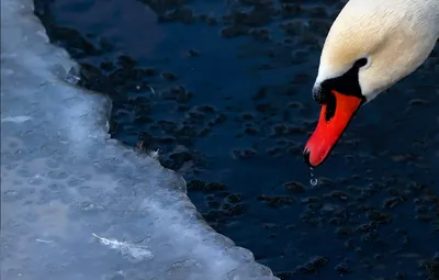 Фото зимы: опубликованы фото лебедей на снегу - фото, снимки, фото, зима,  природа, животные, звери | Обозреватель | OBOZ.UA