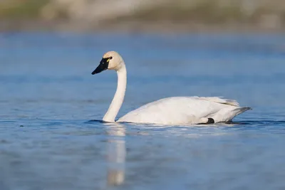 Swan and Cygnets stock image. Image of fluffy, feathers - 9320639