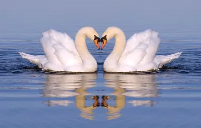 Фото лебедей в разных ракурсах: выбирайте лучшие для себя | Лебедь Фото  №13176 скачать