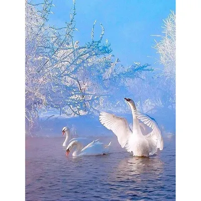 Фото зимы: опубликованы фото лебедей на снегу - фото, снимки, фото, зима,  природа, животные, звери | Обозреватель | OBOZ.UA