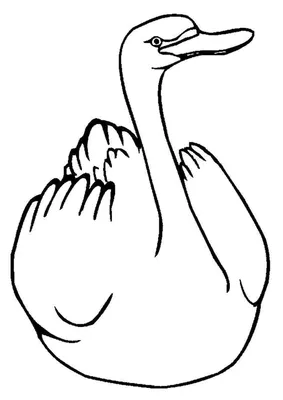 Коскороба: «Гуси-лебеди» реальны! Странная химера между гусём и лебедем, но  формально это вообще утка (10 фото) » Невседома