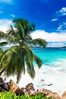 Самые красивые пляжи мира. Рейтинг популярных побережий для отдыха — Яндекс  Путешествия