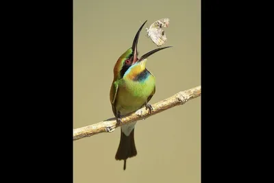 Пух и перья: в Австралии завершился конкурс на лучшие фотографии птиц |  Фотогалереи | Известия
