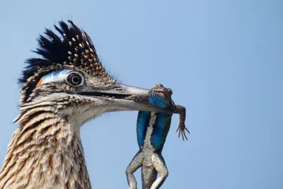 Лучшие фотографии птиц по версии Audubon Photography Awards 2020