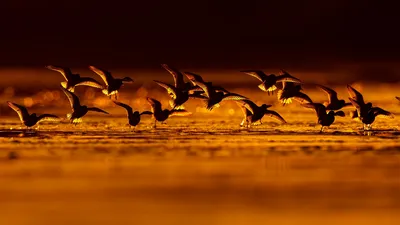 Лучшие фотографии птиц с конкурса Bird Photographer of the Year 2018