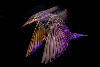 Лучшие фотографии птиц с конкурса Bird Photographer of the Year