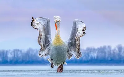 46 лучших фотографий птиц 2019 года - Photar.ru