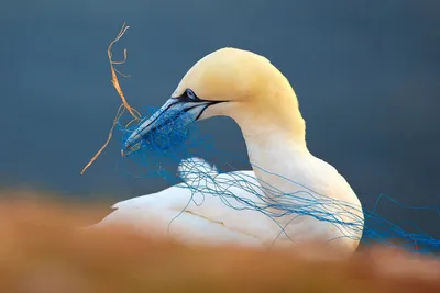 Фотогалерея: Лучшие снимки птиц с конкурса Bird Photographer of the Year  2022 - Российская газета