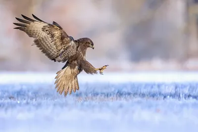 Лучшие фотографии птиц с конкурса Bird Photographer of the Year 2018