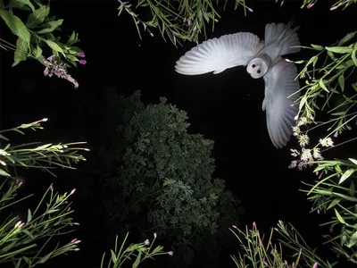 Фотогалерея: Лучшие снимки птиц с конкурса Bird Photographer of the Year  2022 - Российская газета