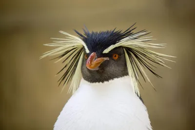 Осень. Пора вспомнить про птиц. Лучшие фотографии от Bird Photographer of  the Year | Дикий Журнал | Дзен