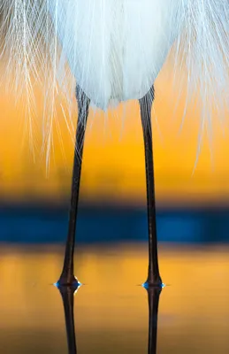 Премия Bird Photographer of the Year выбрала лучшие фотографии птиц для  финала конкурса