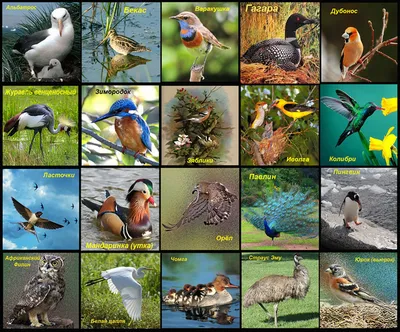 Лучшие фото птиц. | Пикабу