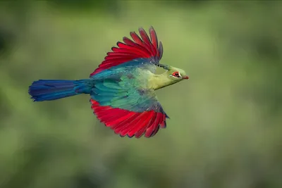 Лучшие фотографии птиц с конкурса Bird Photographer of the Year »  BigPicture.ru