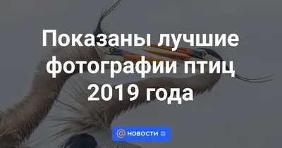 Птицы России. Определитель. Волцит П., Мосалов А. - «Серия \"Лучший  определитель\", а определитель далеко не лучший и точно не универсальный» |  отзывы