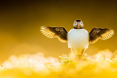Bird Photographer of the Year – конкурс лучших фотографий птиц со всего мира