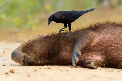 Фотогалерея: Лучшие снимки птиц с конкурса Bird Photographer of the Year  2022 - Российская газета