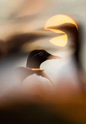 Лучшие фотографии птиц с конкурса Bird Photographer of the Year 2018