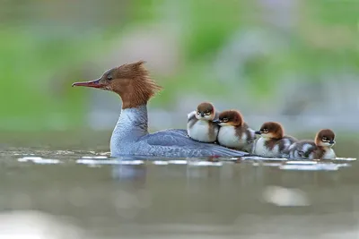 Лучшие фото птиц