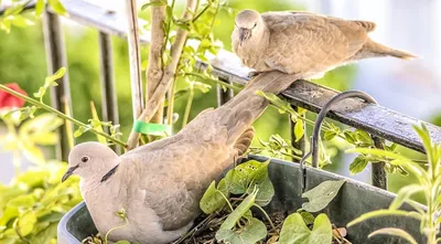 10 лучших фотографий птиц с конкурса Audubon Photography Awards 2020 -  TOPNews.RU