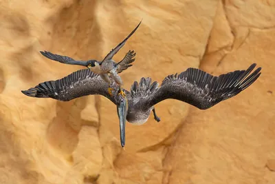 16 лучших фотографий птиц по версии Bird Photographer of the Year 2023 -  Лайфхакер