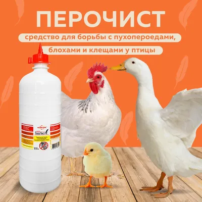 Как избавиться от птиц на участке: лучшие советы по отпугиванию | ivd.ru