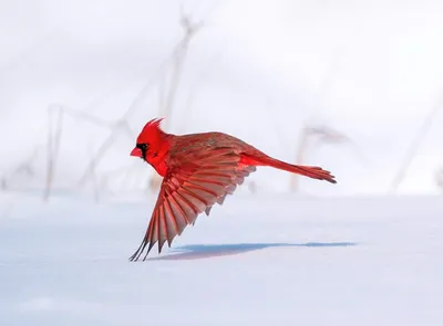 10 лучших фотографий птиц с конкурса Audubon Photography Awards 2020 -  TOPNews.RU