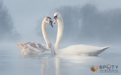 Лучшие фотографии птиц | Дикий Журнал | Дзен