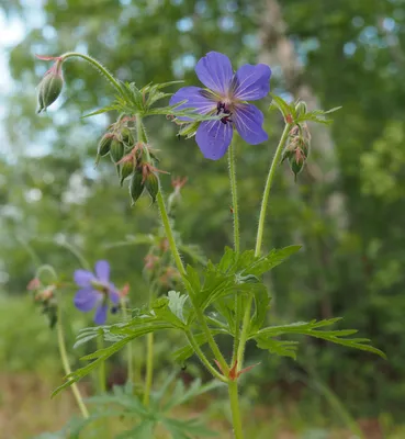 ᐅ Герань луговая \"Дабл Джэвел\" (Geranium pratense \"Double Jewel\") купить по  цене производителя ✓доставкой почтой в магазине ❀Пролисок❀ Украина -  Интернет-магазин «Пролисок» - садовые растения почтой