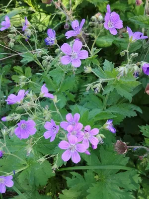 Geranium 'Summer Skies' - Герань 'Саммер Скайз' - Питомник растений Спб,  купить в питомнике, Времена года Лесколово