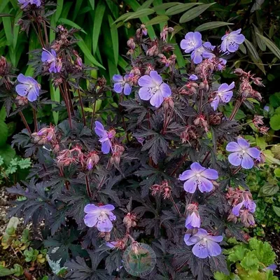 Герань луговая (Geranium pratense) - Герань великолепная - Герань -  Многолетние цветы - Библиотека - LESKOVO-PITOMNIK.ru