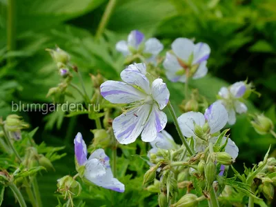 Герань луговая «Laura» 350 руб, купить, фото, описание