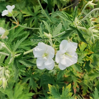 Герань луговая (Geranium pratense) — описание, выращивание, фото | на  LePlants.ru